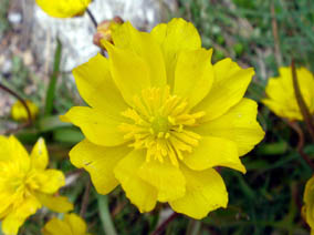 Ranunculus abnormis
